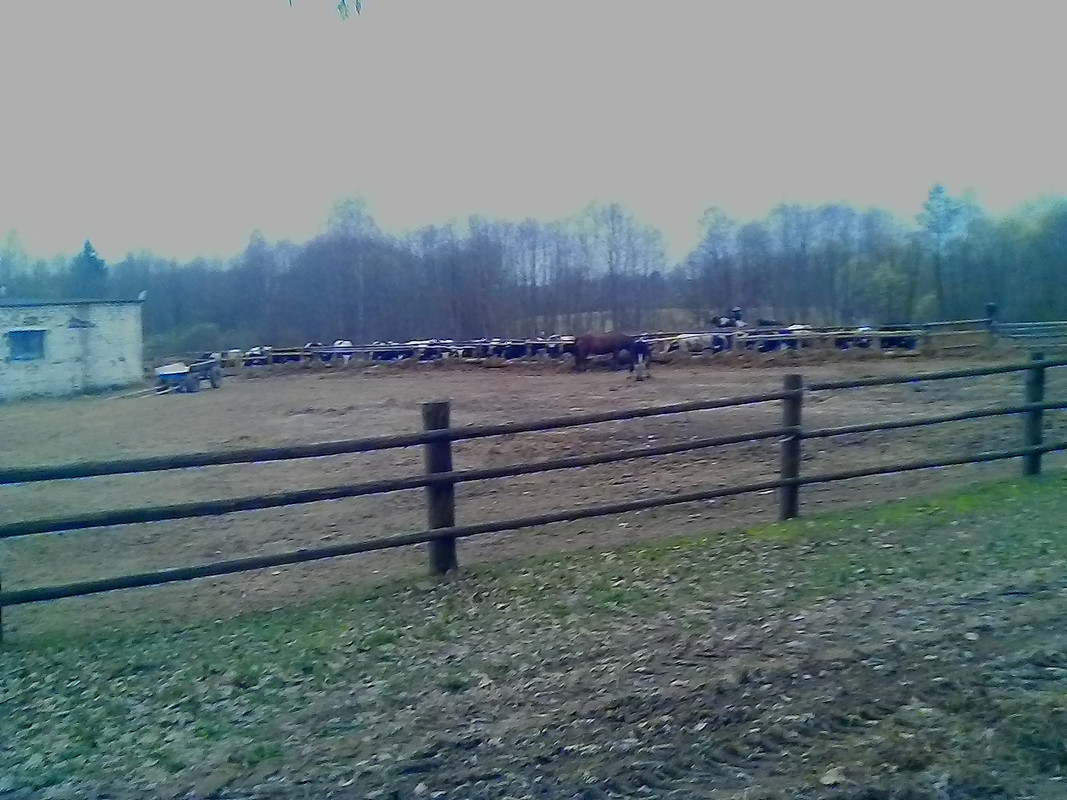 караевичи-1