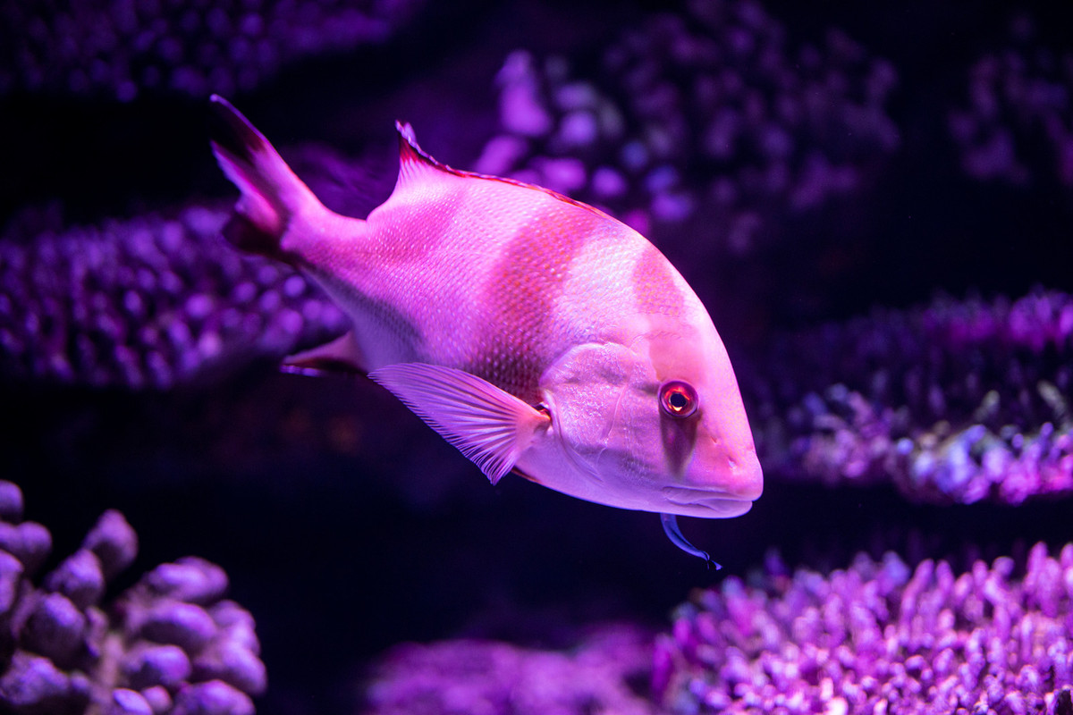 purple-striped-fish.jpg