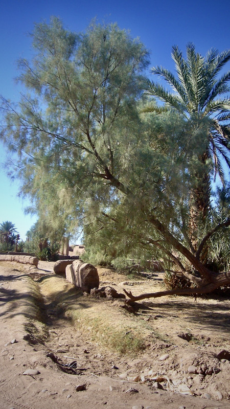 Mhamid el Ghizlane, en la frontera del Sáhara - El Valle del Drâa, la gran arteria del sur de Marruecos (33)
