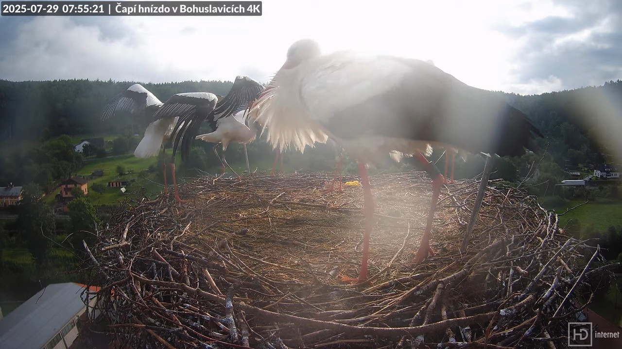 Živě z čapího komína firmy KARA v Bohuslavicích u Trutnova 10-54-20 screenshot (1)