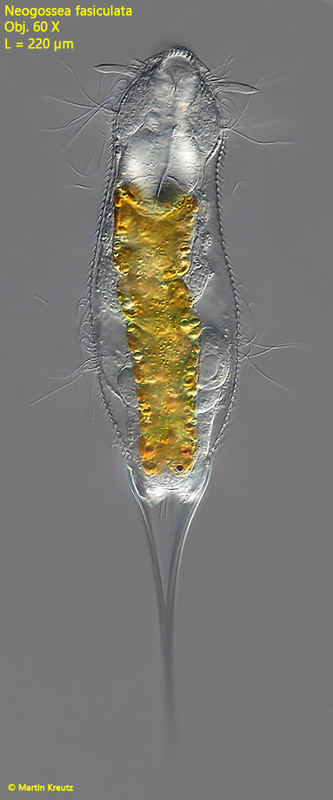 Neogosseafasciculata-P7135446-Kopie