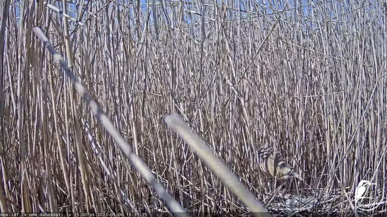 Lielais dumpis (Botaurus stellaris) Engurē - LDF tiešraide 11-41-6 screenshot