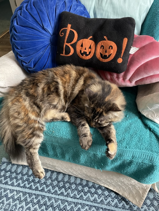 4B545118-0539-4BFD-BE52-8A7F4290778A_1_105_c