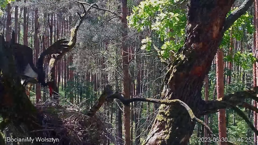 Zrzut ekranu (15849)