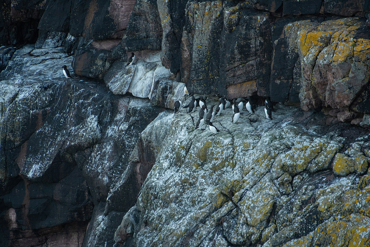 Zeekoeten op een klif in Schotland