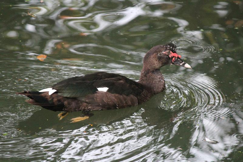 DIA 9: CAVERNAS DE VENADO - DE TORTUGAS Y PEREZOSOS. COSTA RICA 2019 (43)