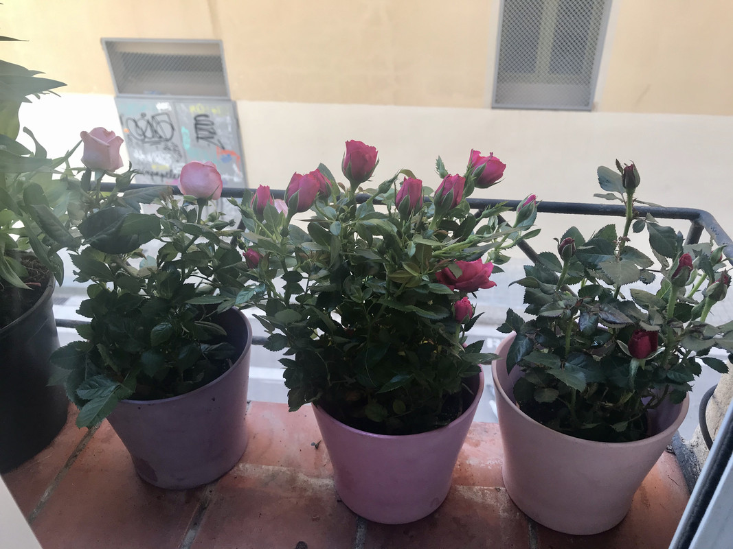 E700B612-7D66-4702-A48D-E3886235D21A