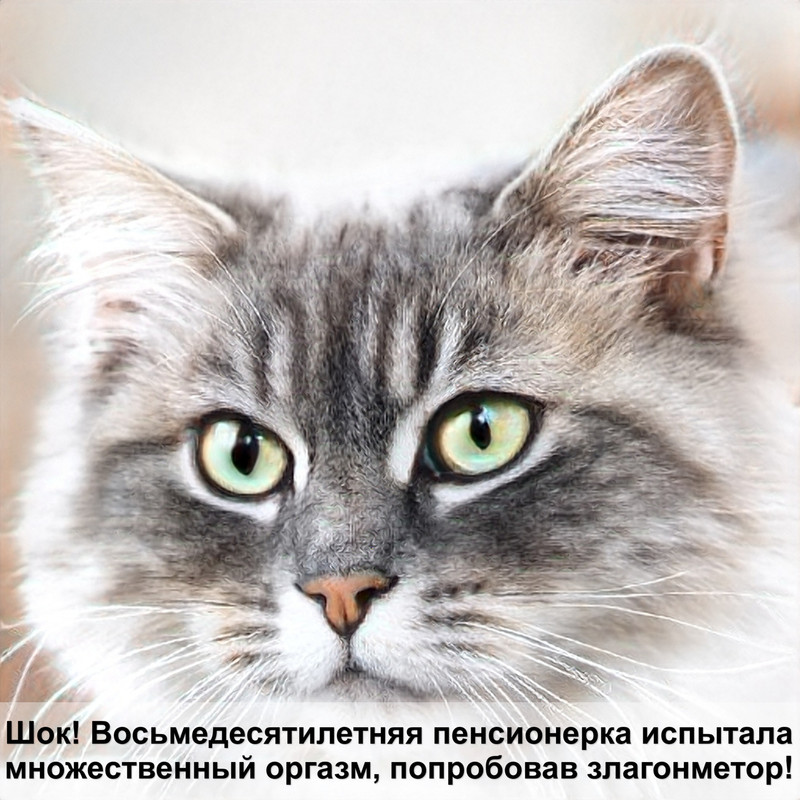 британская кошка окрас циннамон