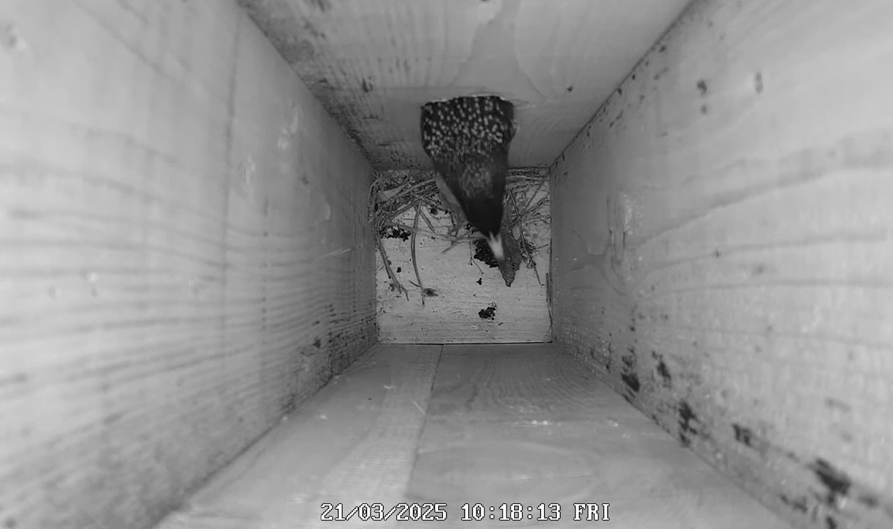 (3) Mājas strazds 2025 Tiešraide - YouTube - 268_19