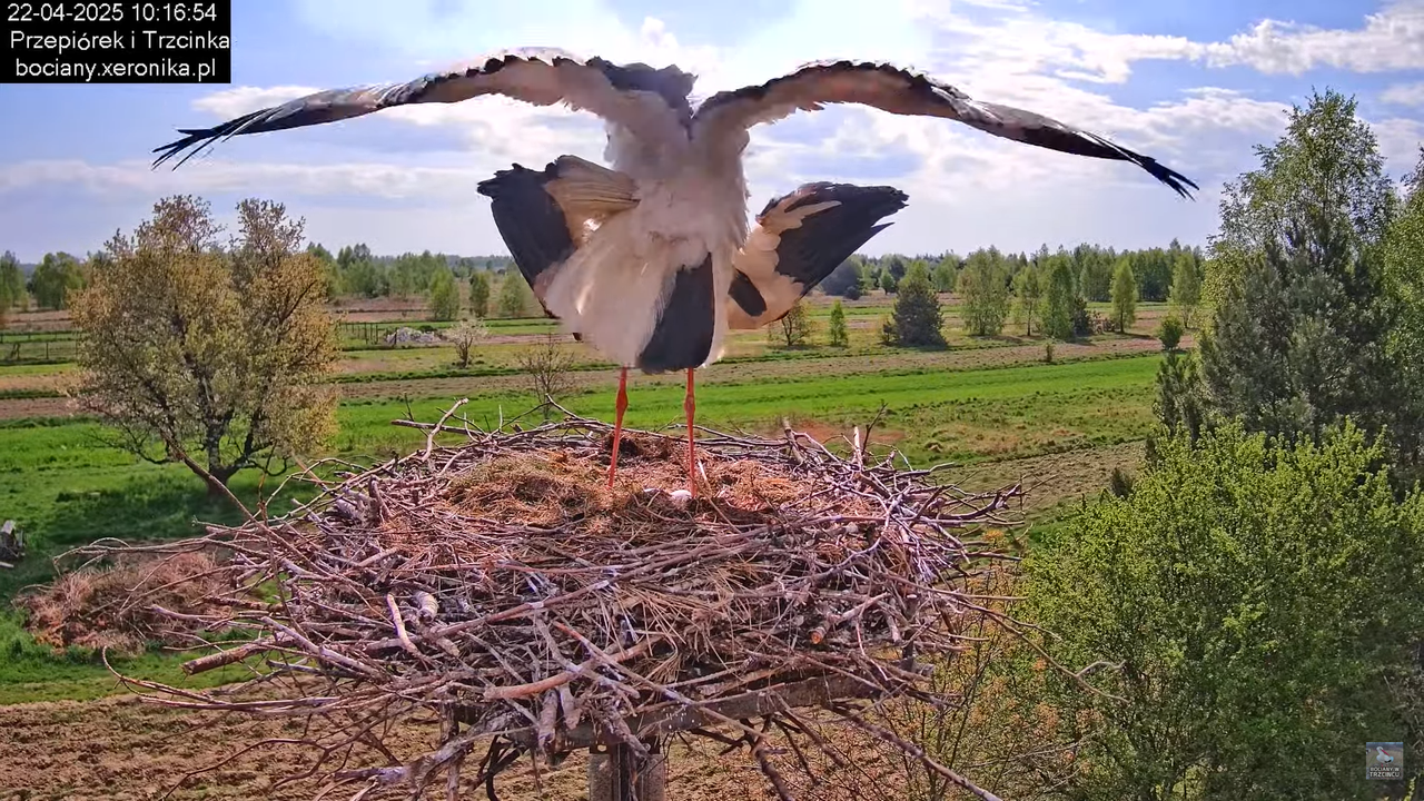 22042025bociany7