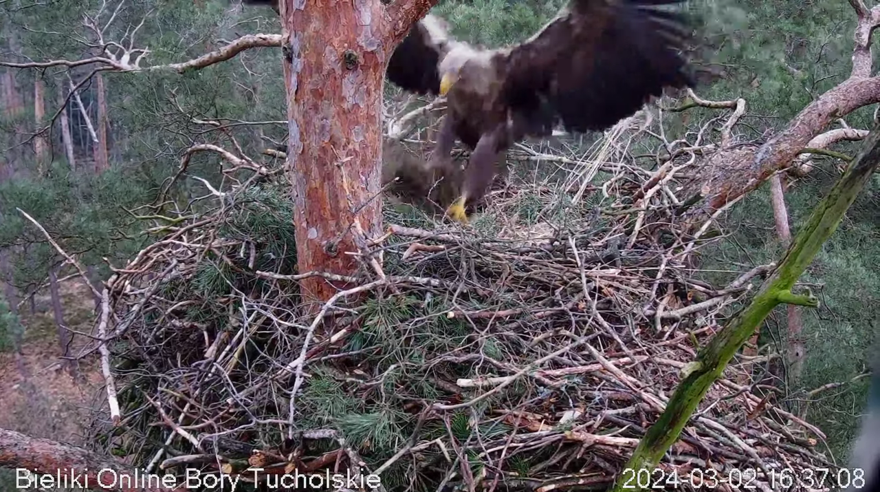 2024_2 marca_Borek z siankiem 16.37