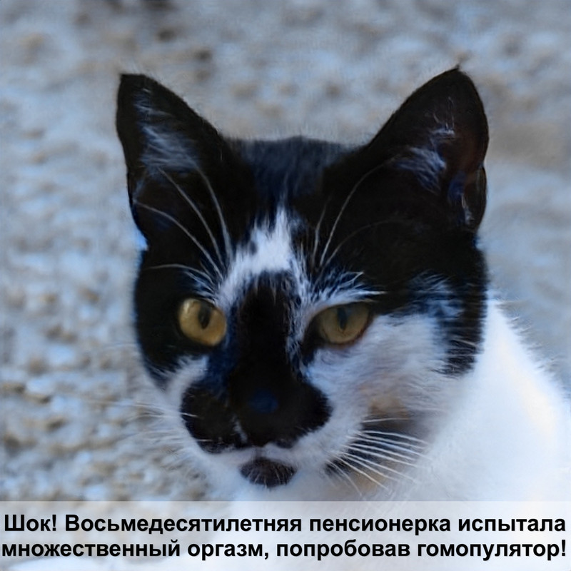 японская порода кошек с большими глазами