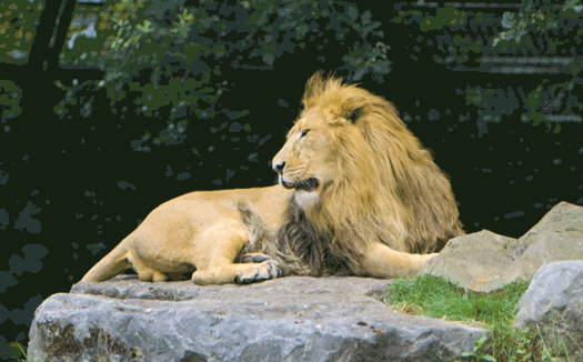 lion-day-3.gif