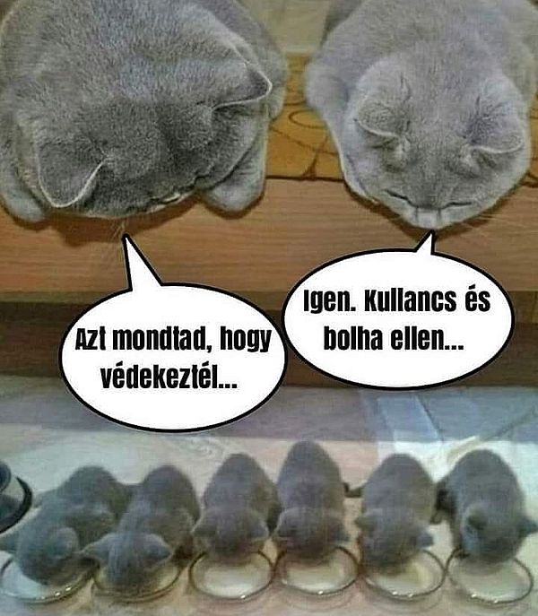 https://i.postimg.cc/4y8gz4YZ/azt-mondtad.jpg