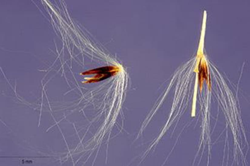 close-up-sugarcane-flower-robustum.jpg