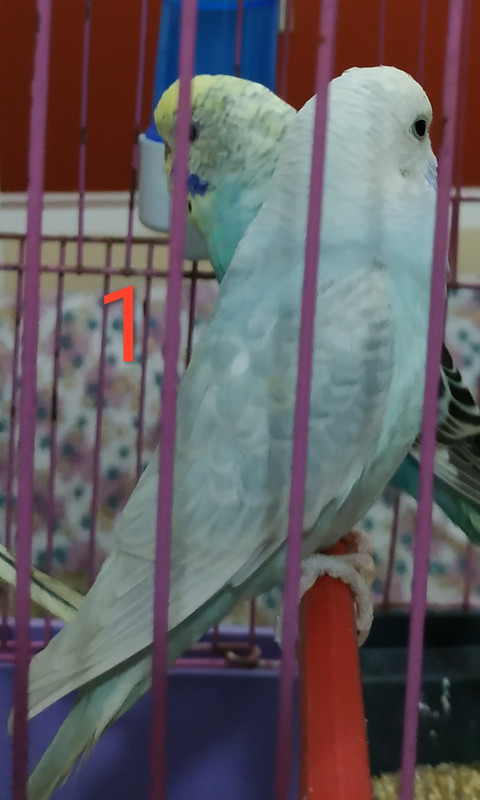 صورة