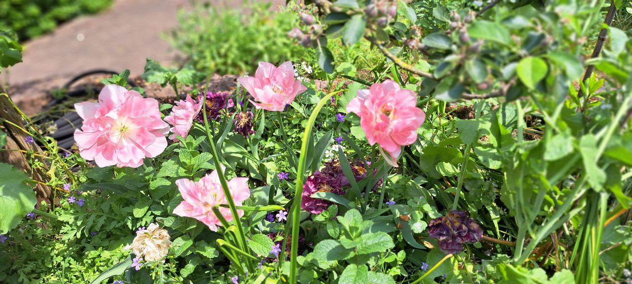 [Image: 20230522-132048.jpg]