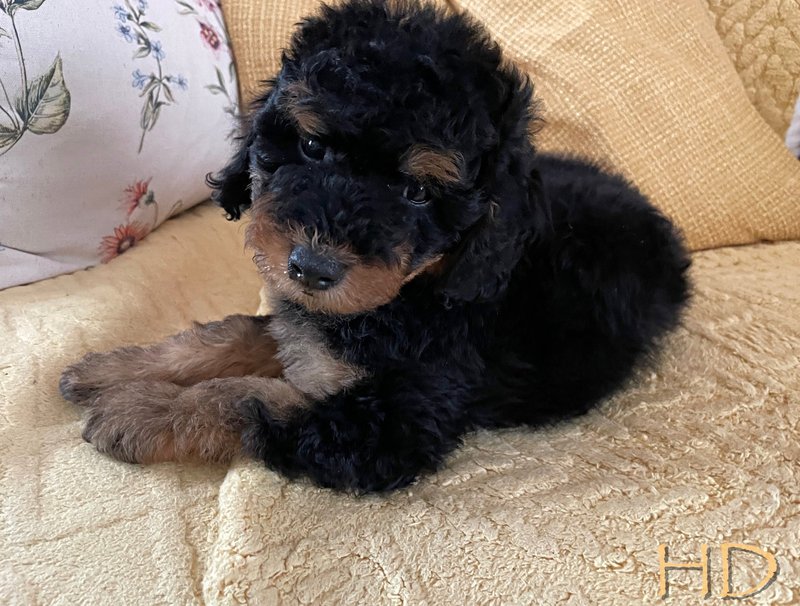 new-puppy-3-2.jpg