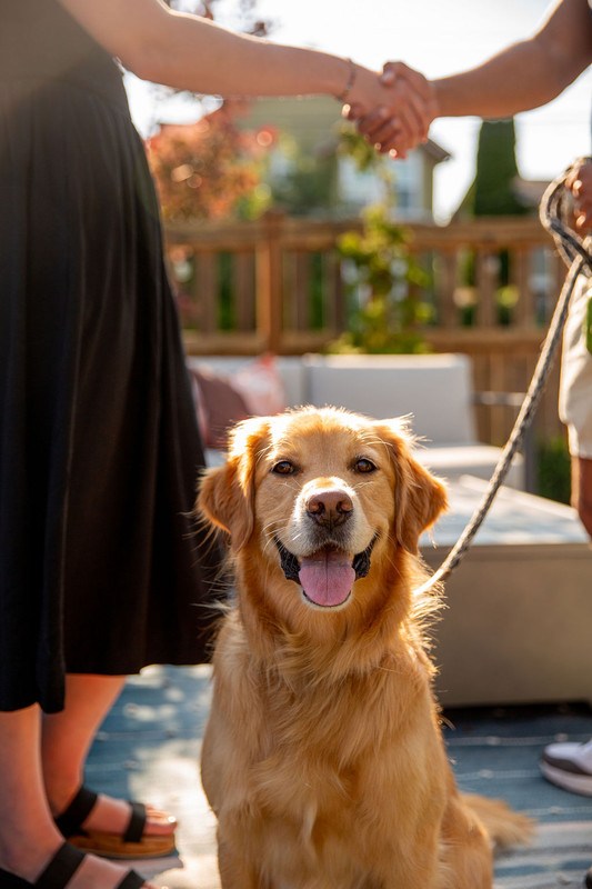 A Cobeau dog in an apartment community courtyard