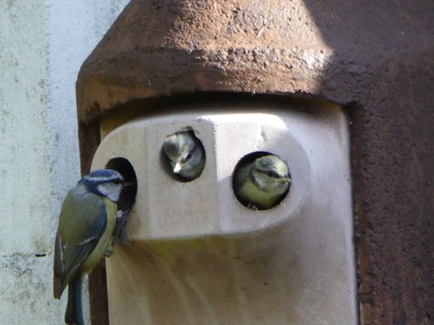 Concrete nest boxes | The Bigg Bird Forum