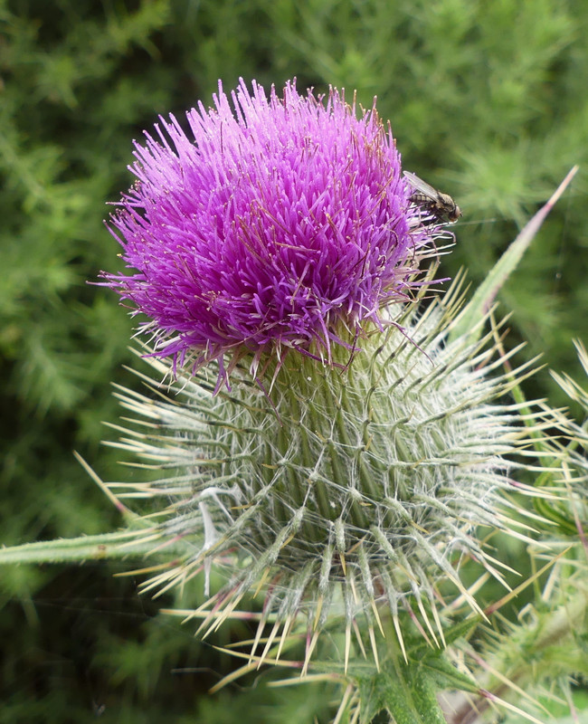 THISTLE 4 120724