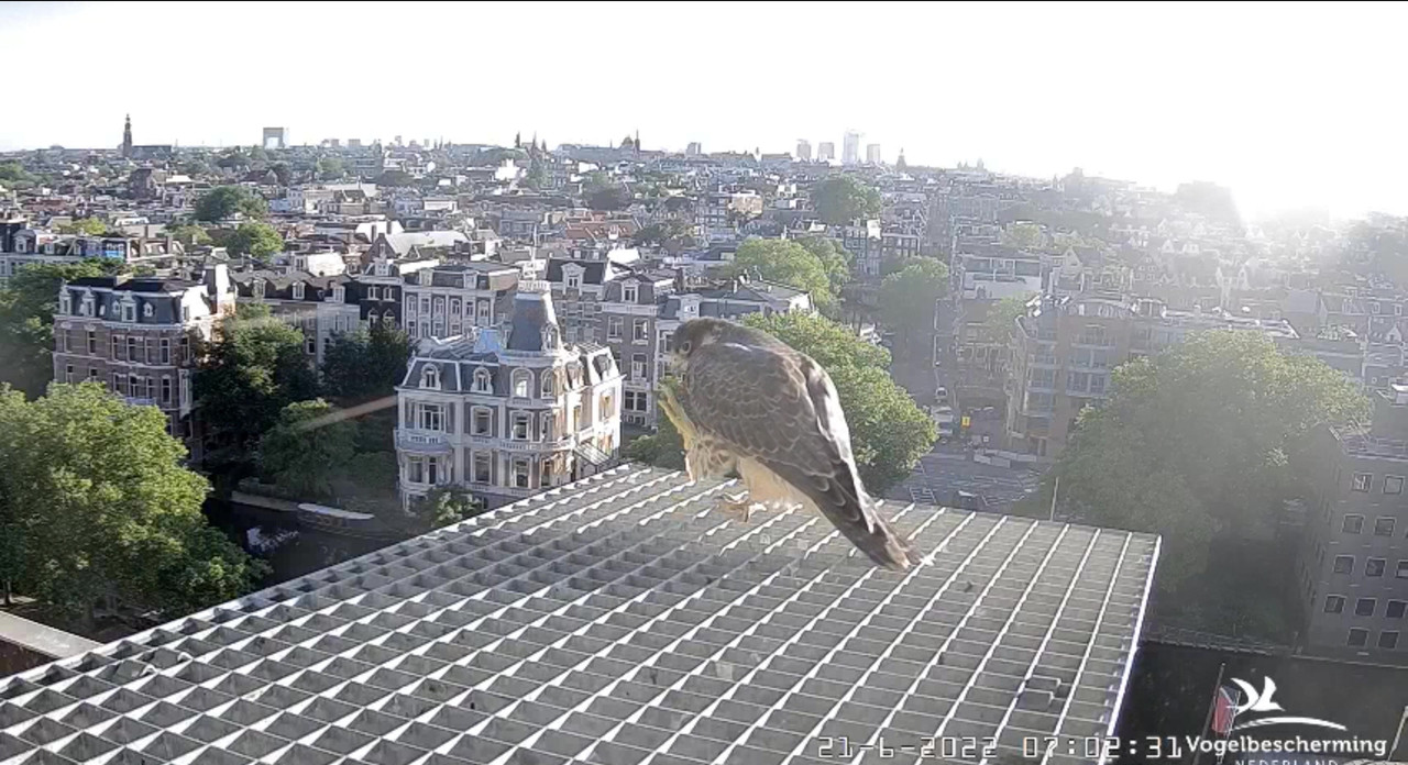 Amsterdam/Rijksmuseum screenshots © Beleef de Lente/Vogelbescherming Nederland - Pagina 30 Video-2022-06-21-070355-Moment-5
