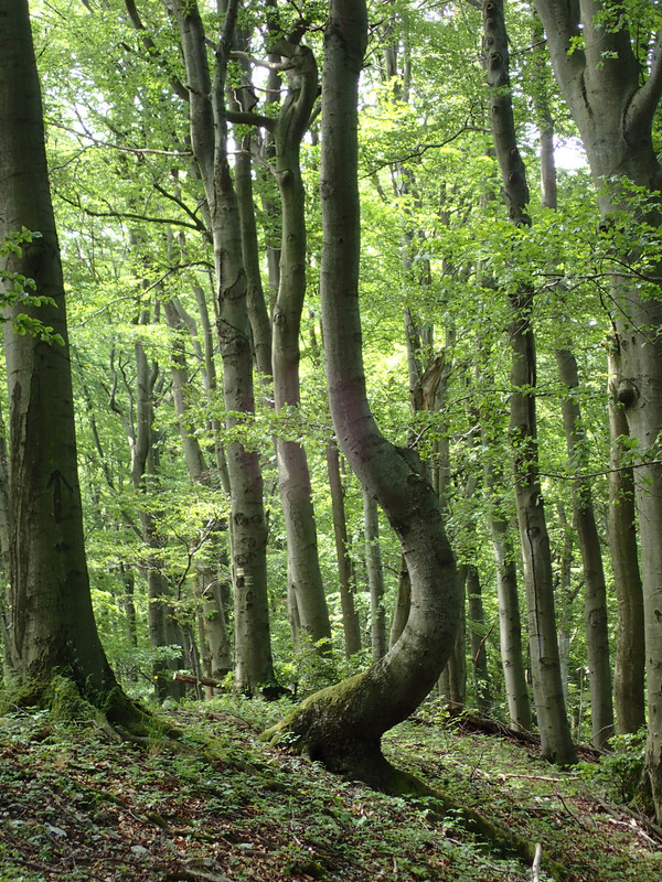 2019_0609G_STRAŻOWSKIE0070