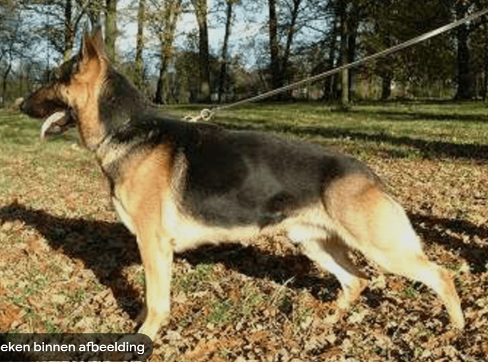 Afbeelding