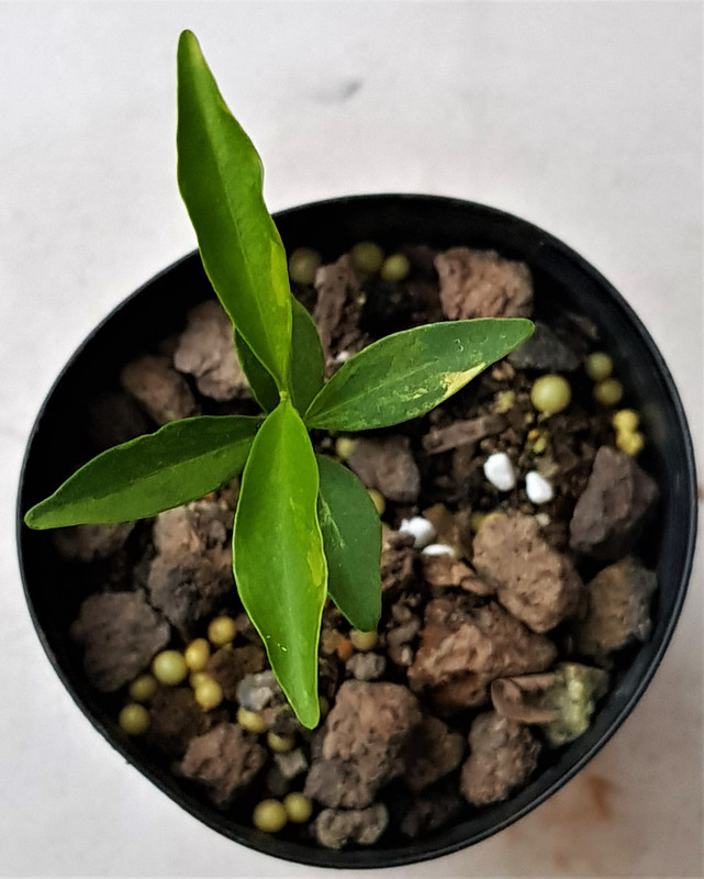 variegated eugenis observa
