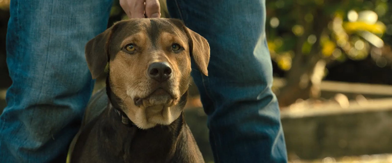 A Dog's Way Home 2019 BluRay [Hindi + Tamil + Telugu + English] 480p, 720p ESub Screenshot
