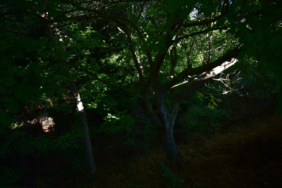 Άνω Δολιανά (4)