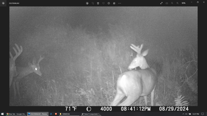 deer2