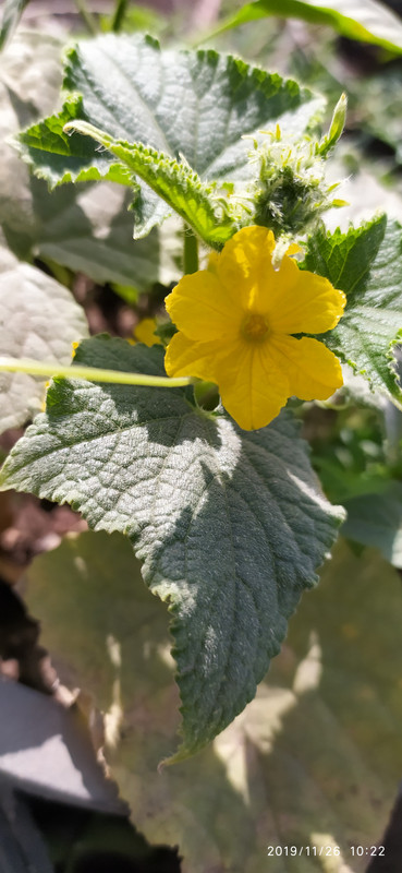 IMG_٢٠١٩١١٢٦_١٠٢٢٠٦