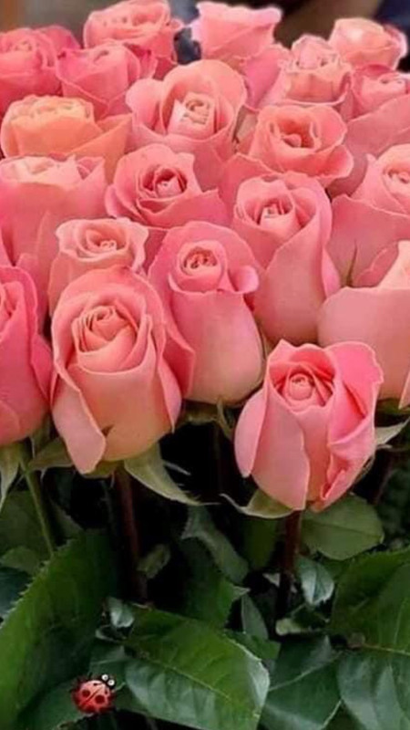 IMG c446e63500537d9fdff76eb878b69204 V