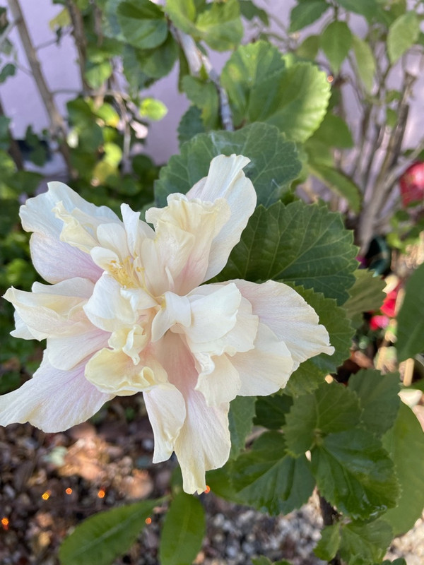 766C983D-485A-4363-81AB-A13C219329E5_1_105_c