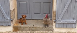 [Image: DSC-0497.jpg]