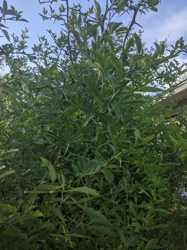 PXL_20210517_221537165