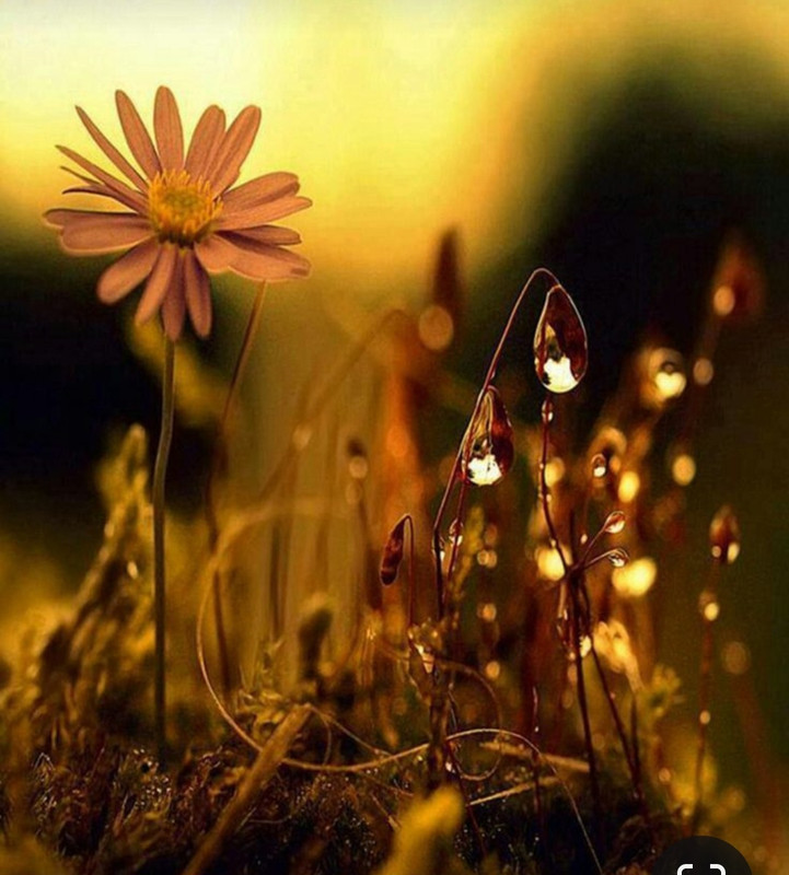 Screenshot_20231127_221639_Pinterest