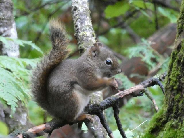 Parque Nacional de La Mauricie - DOS SEMANAS EN EL ESTE DE CANADÁ (ONTARIO Y QUÉBEC) (16)