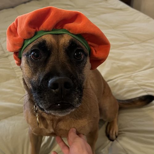 Dog (Margo) wearing a pumpkin hat