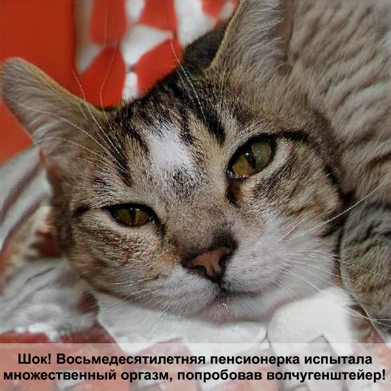 рыжая кошка