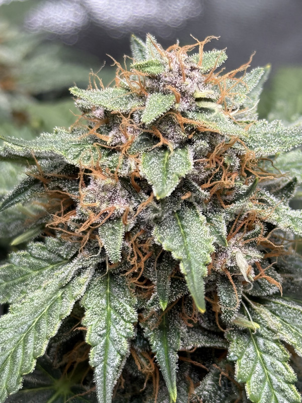 4480225C-1836-4287-81CC-4F4F1FA5852B