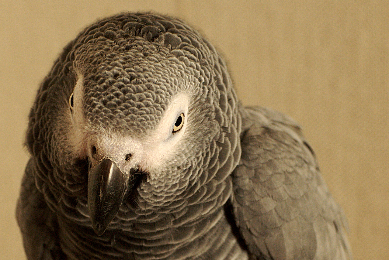 [Bild: Vogel_002.jpg]