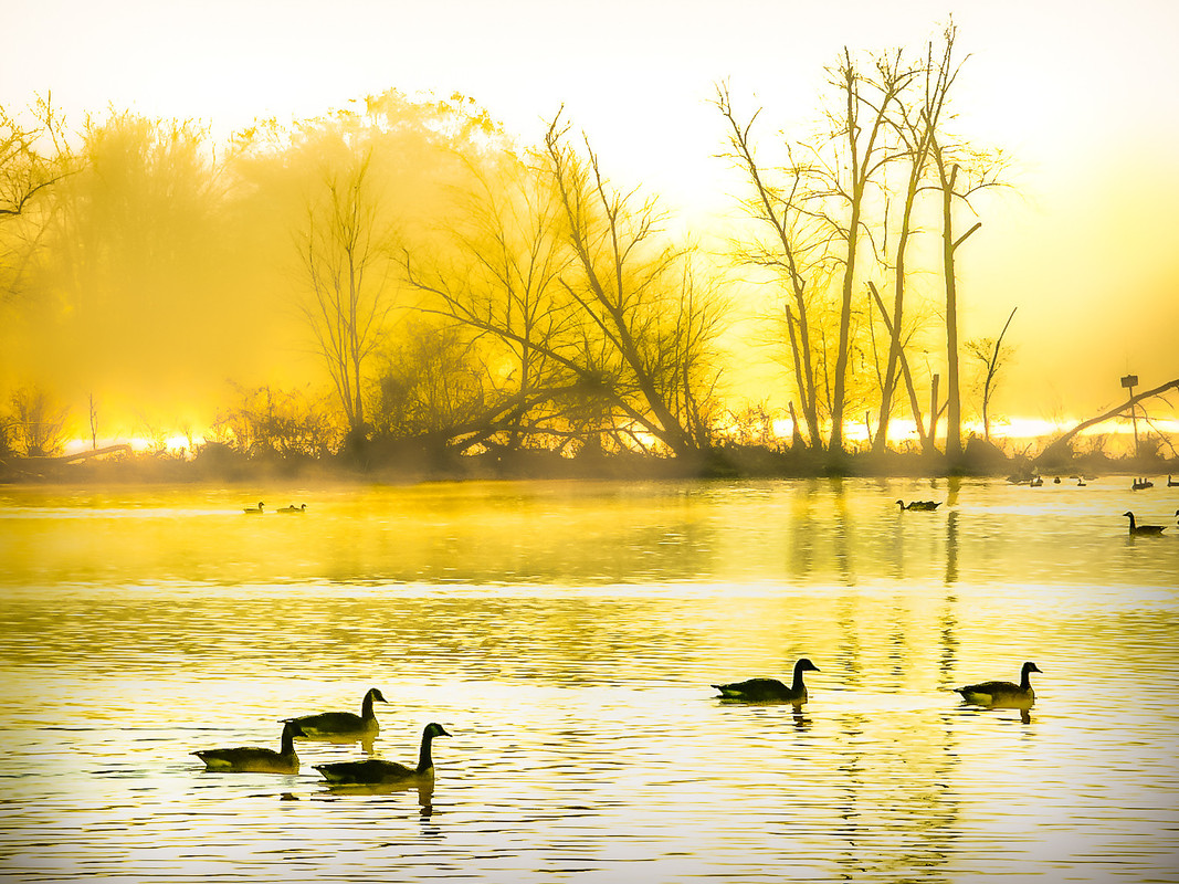 yellow-dusk-ducks.jpg