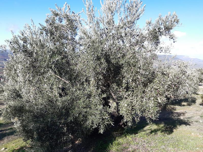 Seguimiento evolutivo/productividad parcela de secano en calar (Jaén) 2019_13