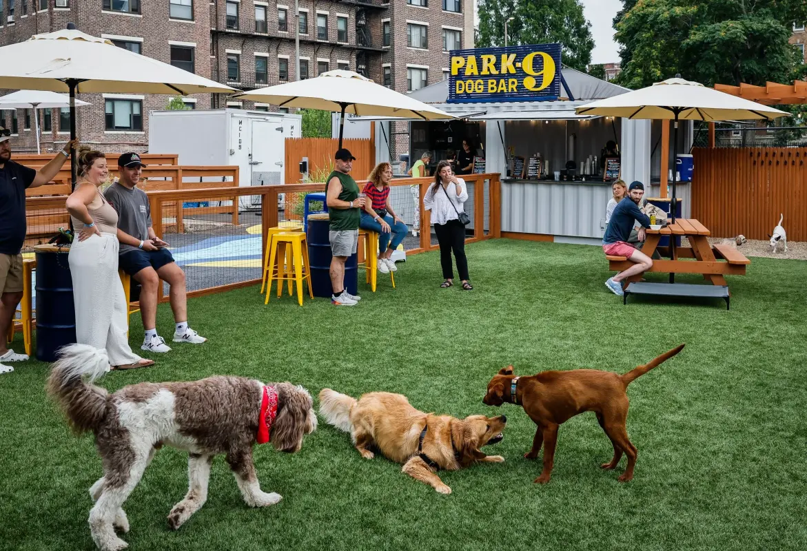 How to Keep Dogs Safe Outdoors