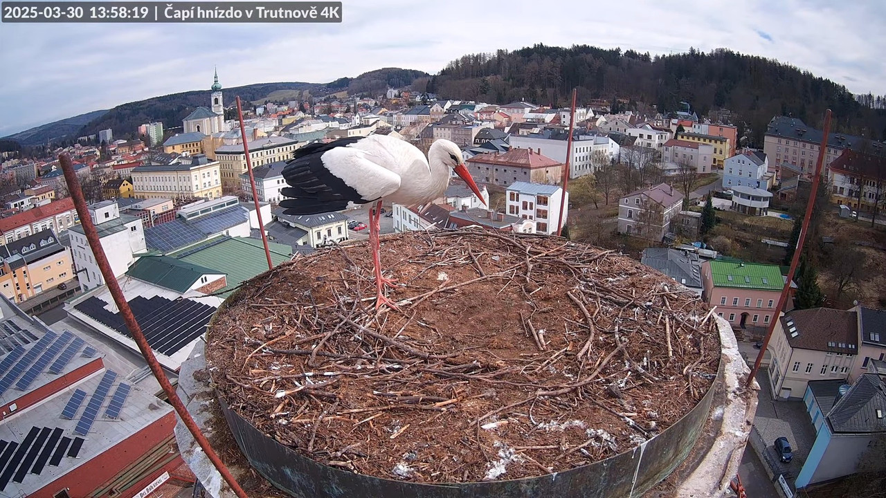 Živě z čapího hnízda na pivovarském komíně v Trutnově 12-50-59 screenshot (1)