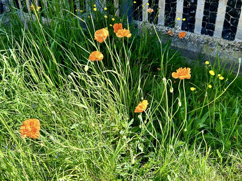 Пёстрая лента. Путешествие по сельским дорогам Англии в мае 2025 г.