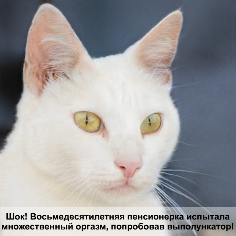 кошка носит котят