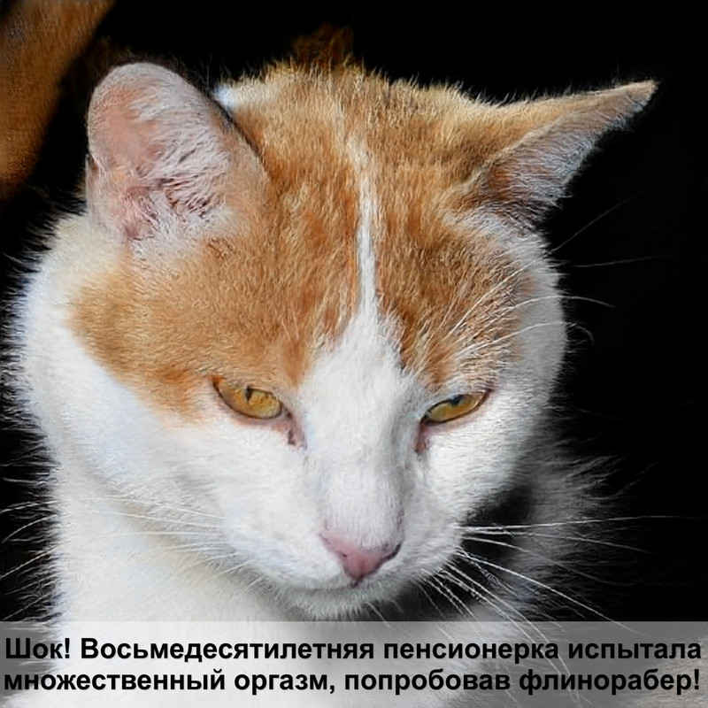 какого цвета кота лучше держать дома